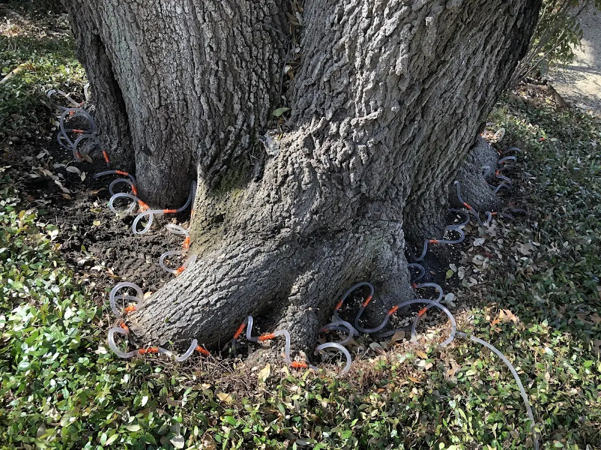 Detailed Tree Cabling and Bracing job site in Mertens