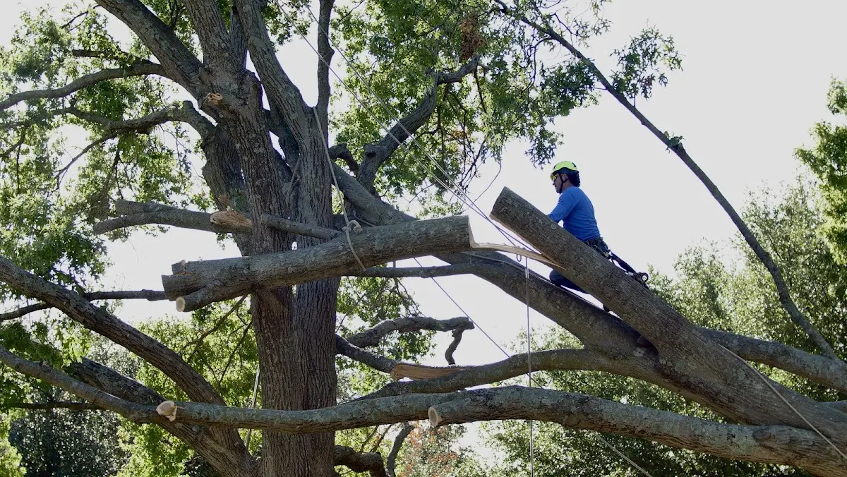 Professional Crown Thinning performed by certified arborists in Mertens
