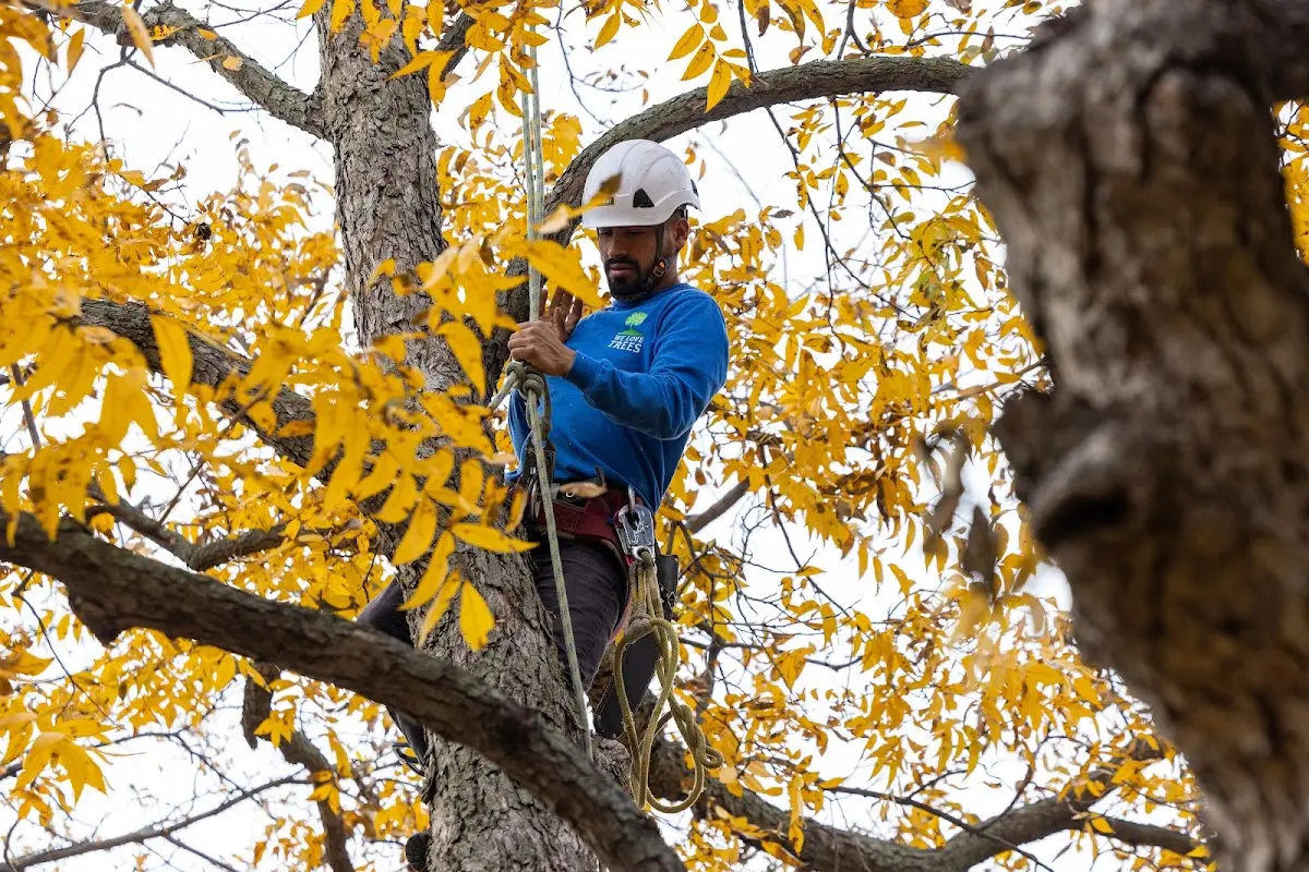 Skilled Tree Pruning crew working in Mertens