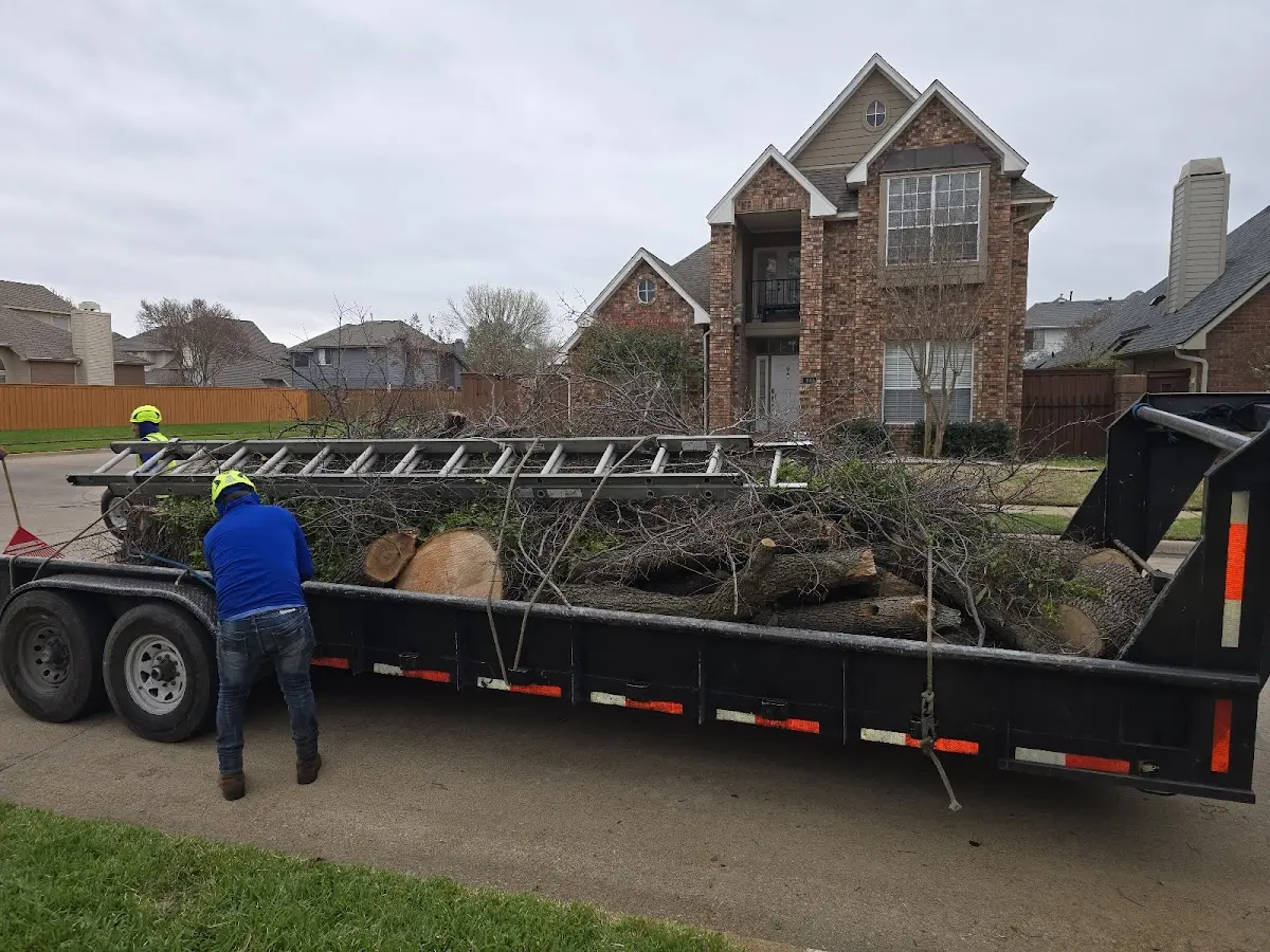 Expert Tree Pest Control with proper safety equipment in Mertens